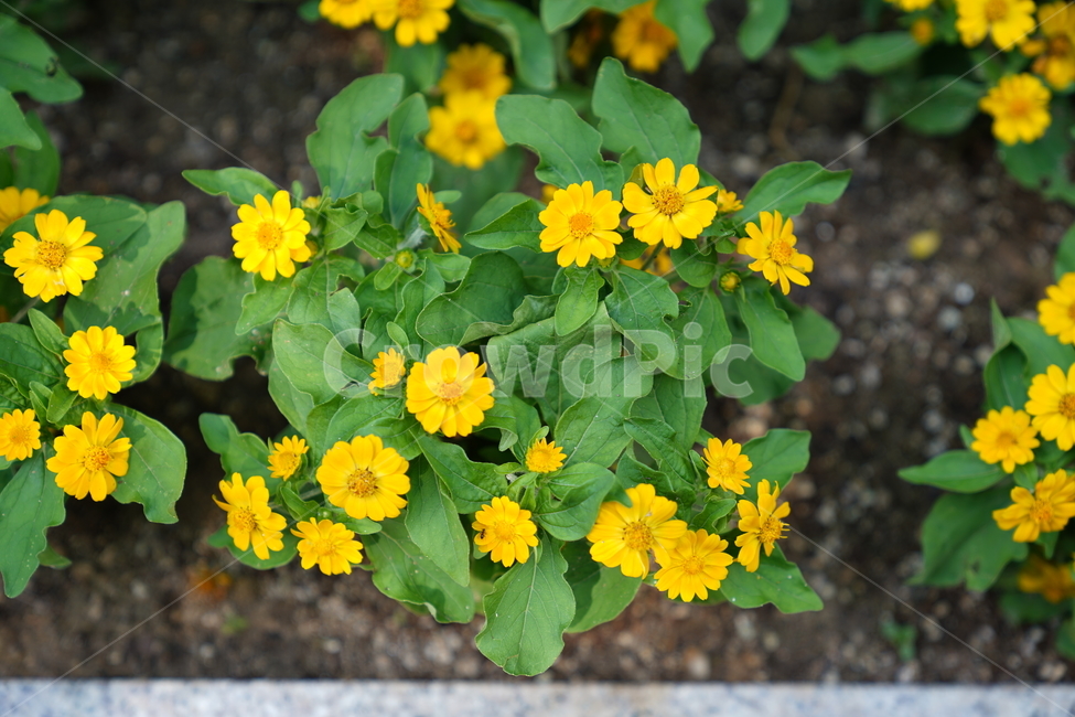 꽃,길가꽃,flower,식물,화사한,식물,자연,plants,nature,꽃,flower