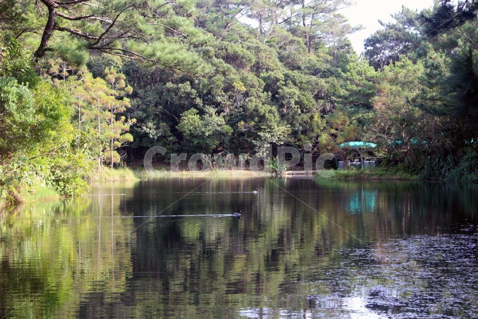 하늘,구름,자연,숲,산림,식물원,산림욕,야외,나들이,나무,sky,tree,cloud,산,강,물길,수로,물,오리,수영,헤엄,물놀이,자연,풍경,nature,landscape,water,outdoors,옥외