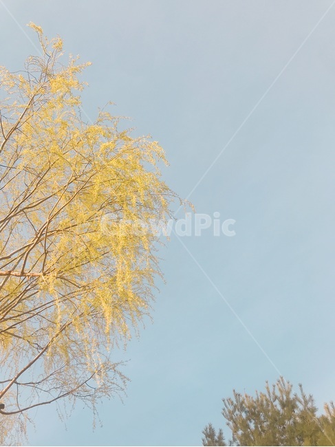 개나리,하늘,나무,가지,식물,봄,계절,spring,season,자연,풍경,nature,landscape,tree,plant