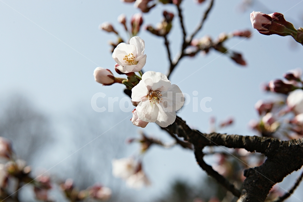 벗꽃,벗나무,꽃,벗꽃잎,꽃잎,봄꽃,봄,식물,자연,공원,식물,자연,plants,nature,꽃,flower
