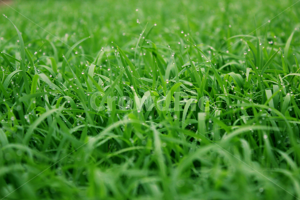 빗방울,wet,clean,closeup,drop,farm,field,fresh,grass,green,greenrice,grow,lawn,meadow,nature,nobody,outdoor,pattern,plant,rain,rice,spring,texture,water,waterdrop,초록색,물,녹색,그린,모,모내기,벼,싹,새싹,풀,잔디,풀밭,이슬,젖은,젖어있는,잔디밭,클로즈업,봄,비오는날,물방울,자연,블러,아웃포커스,포커스아웃,식물,농사,논농사,잎,잎사귀,나뭇잎,풀잎,식물,자연,plants,nature,비,비오는날,rain,rainy