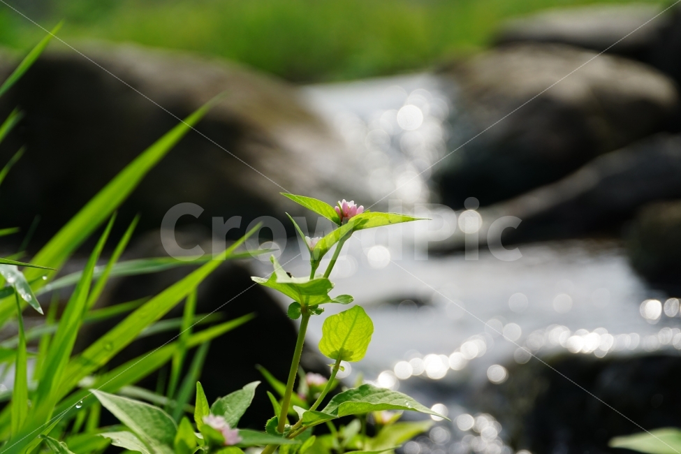 고마리,고마리꽃,야생화,야생식물,식물,자연,꽃사진,꽃,플라워,Ditchpersicaria,flower,flowers,nature,plant,plants,9월,September,가을,가을꽃,autumn,fall,계절,season,이파리,그린,green,녹색,푸른,푸르다,감성,감성사진,힐링,힐링사진,느낌,분위기,feel,feeling,한국자연,한국식물,한국꽃,한국야생화,한국야생식물,한국,korea,풍경,landscape,빛망울,보케,snap,snpshot,스냅,스냅사진,스넵,스넵사진,경치,물가,개울가,계곡,시냇물,흐르는물,강,하천,river,shallowstream,murmuringstream,stream,waterofabrook,brook,식물,자연,plants,nature,꽃,flower,감성,sensible,feeling,휴식,힐링,rest,relaxation,healing