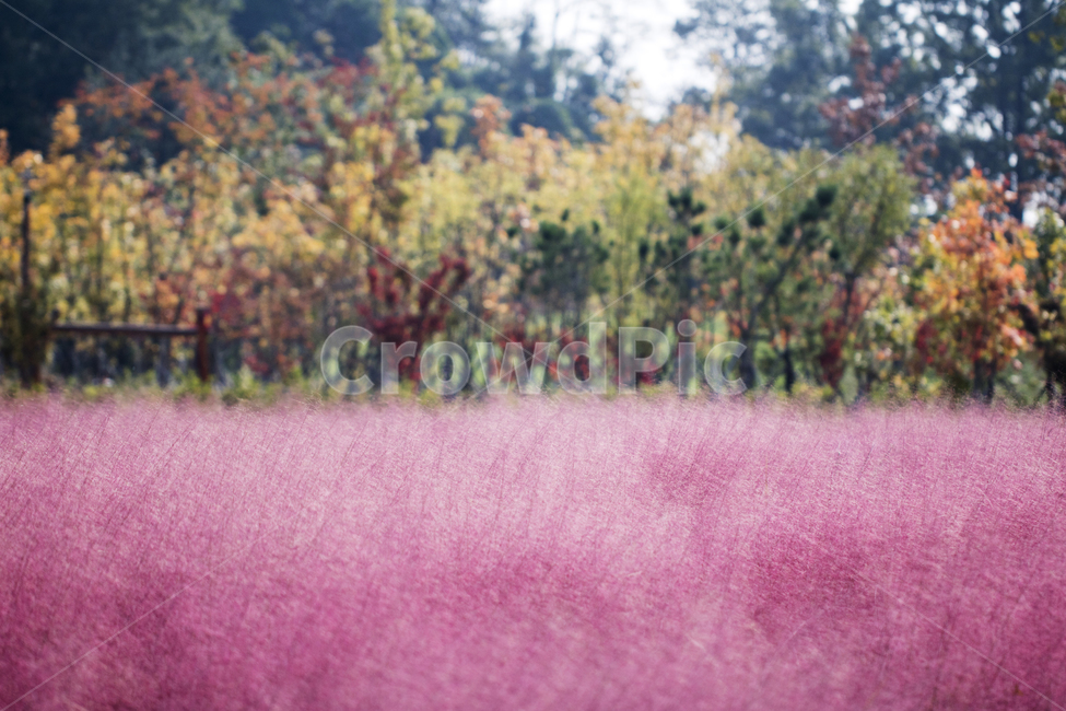 핑크뮬리,뮬리,분홍갈대,꽃,식물,자연,가을,풍경,경치,단풍,가을,계절,fall,autumn,season