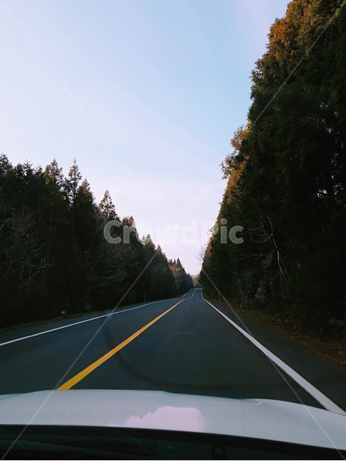 숲길,드라이브,경치,나무,차안,도로,제주도,한라산
