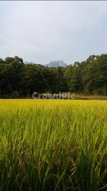 벼,산,나무,가을,풍경,자연,풍경,nature,landscape,grassland,목초지,field,들,outdoors,옥외