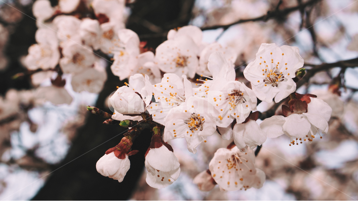 매화,봄,봄꽃,꽃잎,꽃,꽃송이,자연,봄,계절,spring,season,식물,자연,plants,nature,꽃,flower,감성,sensible,feeling,plant,blossom,cherry blossom,벚꽃