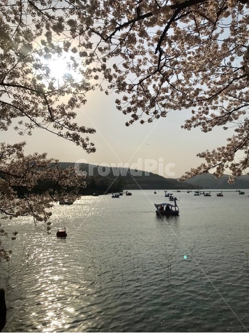 오리배,석촌호수,호수오리배,spring,warm,boat,봄,벚꽃,강가,봄,계절,spring,season,plant,식물,보트,transportation,교통,vehicle,차량