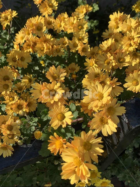 plant,식물,flower,꽃,감국,국화,식물,자연,plants,nature