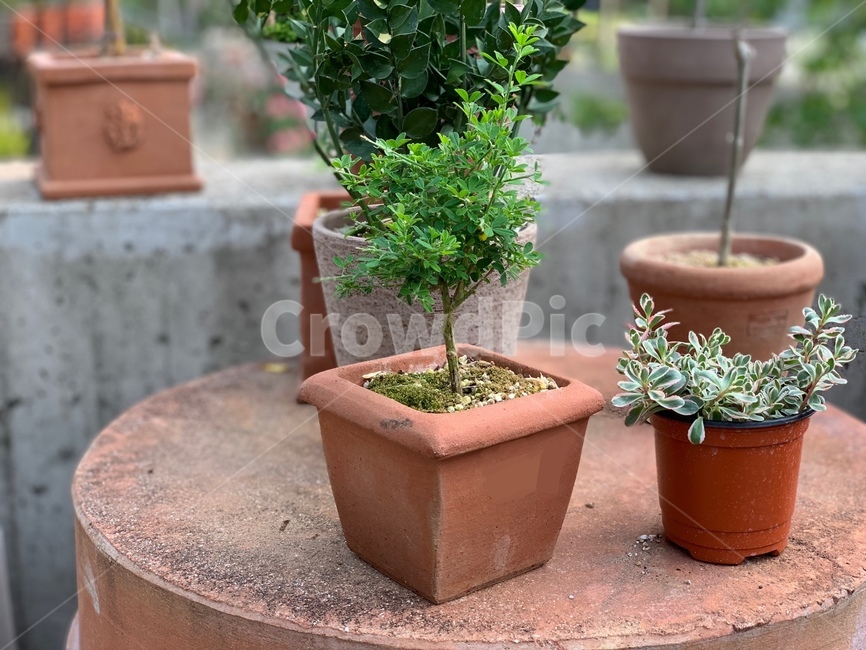 plant,식물,화분디자인,vase,화병,녹색,푸르른,화분,작은나무,초록색,green,tree,vasedesign