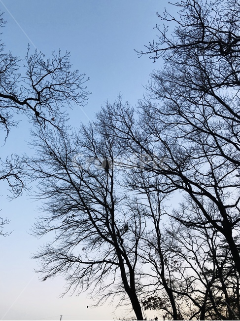 나무,자연,숲,하늘,앙상한가지,겨울나무,자연,풍경,nature,landscape,tree,plant,식물,tree trunk,나무 줄기