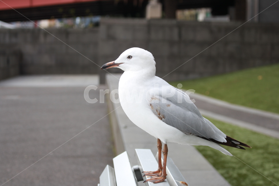 갈매기,동물,새,조류,도심,동물,animal,조류,새,birds