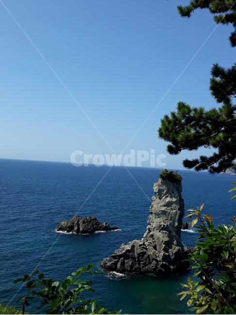 외돌개,바닷가,소나무,바위,제주도,자연,풍경,nature,landscape,제주도,jeju,jeju island,outdoors,옥외,land,땅,ocean,대양,water,물,sea,바다,shoreline,해안선,coast,연안
