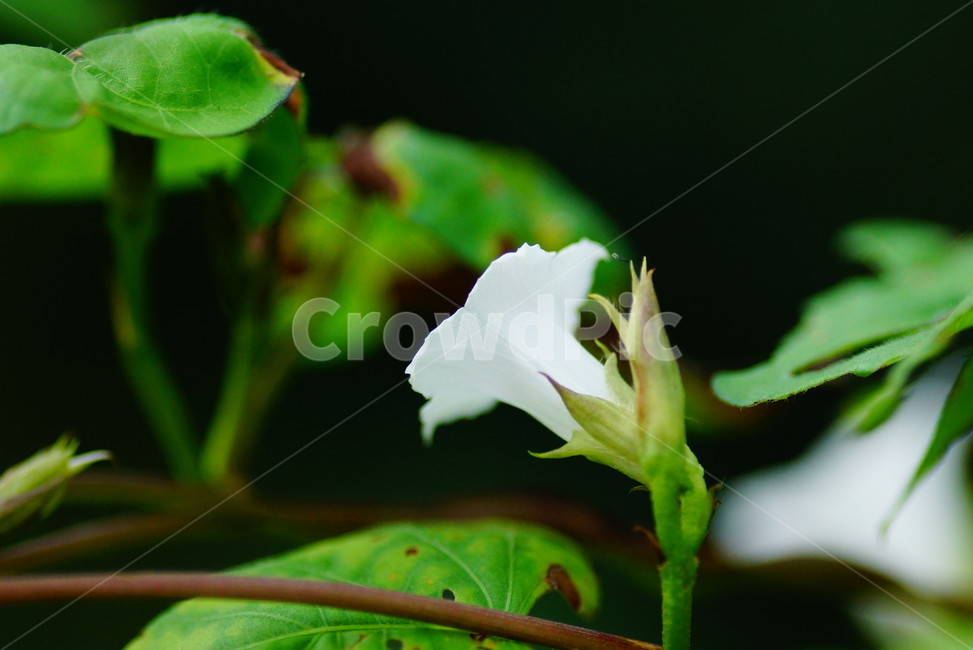 flower,꽃,plant,식물,blossom,식물,자연,plants,nature,꽃,flower