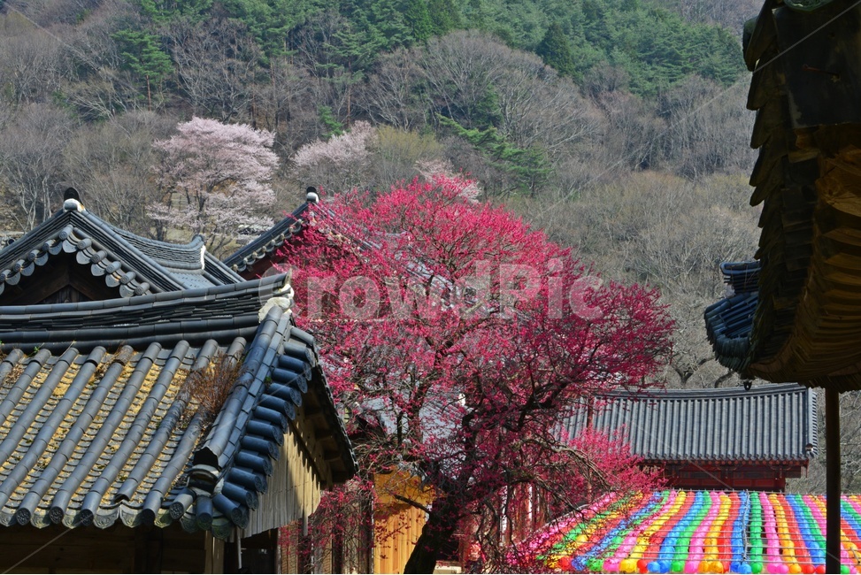 outdoors,옥외,architecture,건축물,building,건물,plant,식물,구례,화엄사,사찰,절,불교,연등,부처님오신날,유적지,문화재,경치,경관,풍경,홍매화,흑매,화엄사홍매화