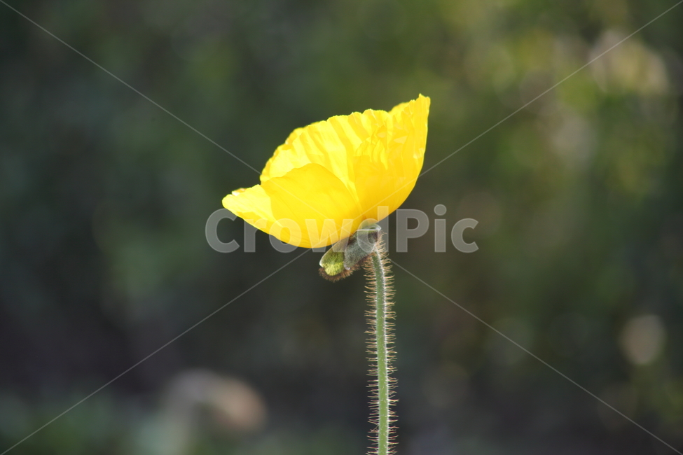 양귀비,꽃,꽃양귀비,조경용,poppy
