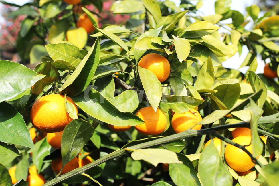 제주,귤,과일,주황,jeju,tangerine,fruit,orange,citrusfruit,과일,열매,fruit