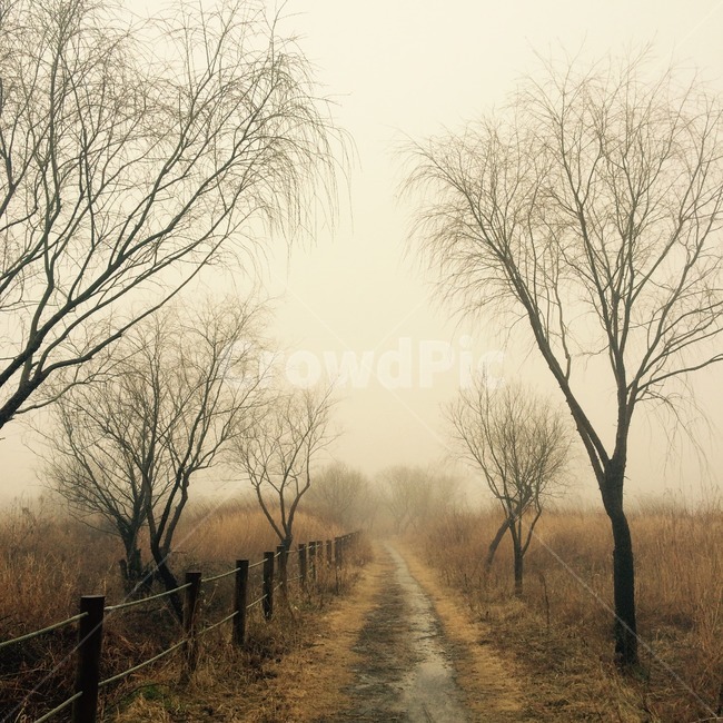 하늘,갈대,가을,감성사진,안개,나무,길,자연,풍경,nature,landscape