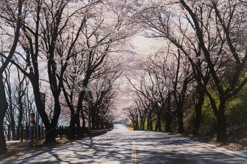 섬진강,벚꽃,봄,벚꽃길,아침,봄,계절,spring,season,자연,풍경,nature,landscape,asphalt,아스팔트,plant,식물,tree,나무,road,도로