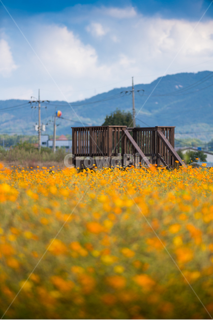 nature,자연,들,꽃밭,꽃,들판,flower,가을,계절,fall,autumn,season,식물,자연,plants,nature,꽃,flower,grassland,목초지,field,outdoors,옥외,farm,농장,rural,농촌,building,건물