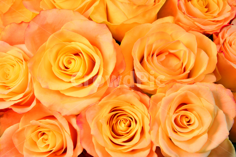 장미,로즈,ROSE,우아한,화려한,향기,향수,화장품,코스메틱,봄꽃,식물,배경,화초,초록,녹색,green,5월의여왕,가시,엘레강스,장미원,장미축제,정원,가든,앞뜰,화단,공원,FLOWERS,5월,꽃잎,꽃송이,나무꽃,SPRING,pattern,패턴,꽃다발,아름다운,봄,계절,spring,season,식물,자연,plants,nature,꽃,flower,색깔,색상,색채,색감,color sense,color sensitivity,feeling of color,plant,blossom,rose