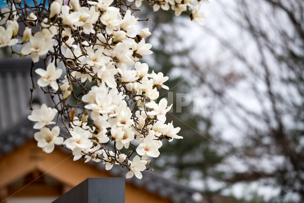 봄,풍경,자연,꽃,맑은날,봄,계절,spring,season,식물,자연,plants,nature,꽃,flower,plant,blossom