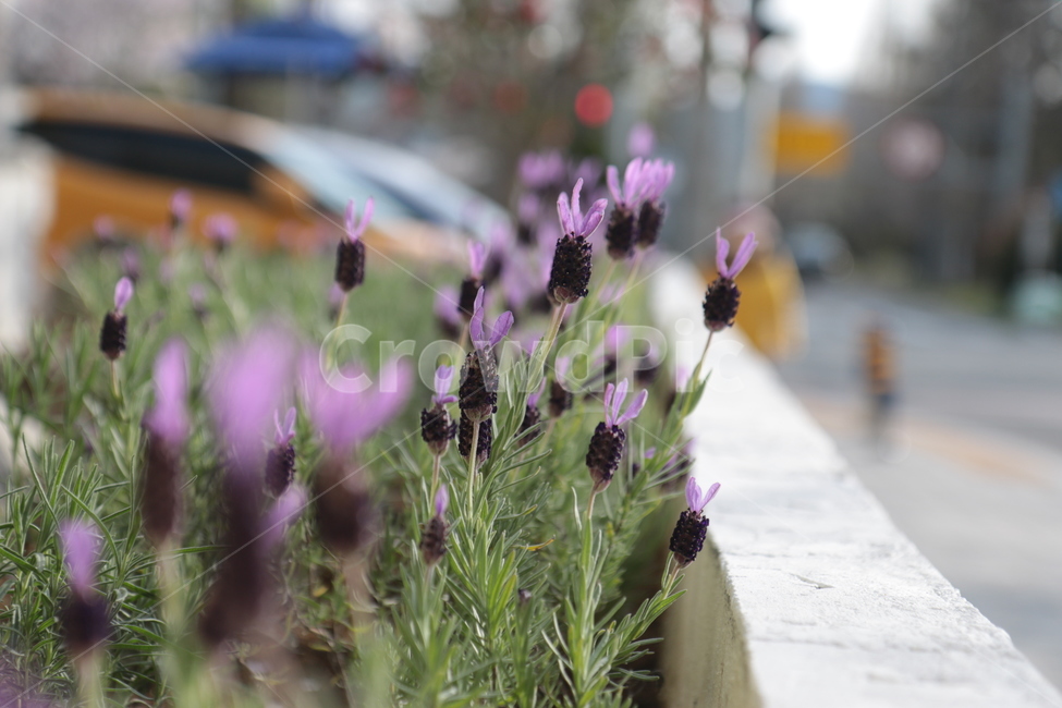 꽃,화단,자연,길,flower,plant,봄,봄분위기,식물,road