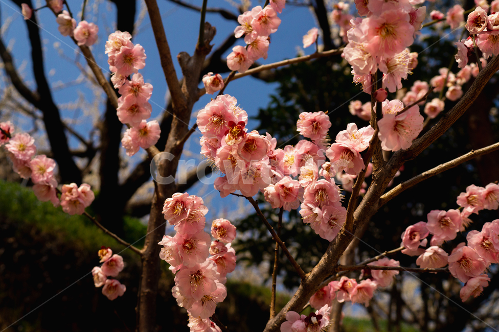 plant,식물,blossom,꽃,flower,매화,봄,매화마을,감성사진,한국자연풍경