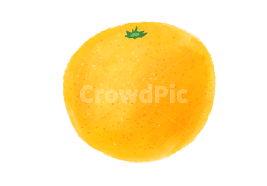귤,오렌지,과일일러스트,귤일러스트,수채화,food,음식,fruit,과일,citrusfruit,감귤류과일,plant,식물,과일,열매,fruit,그래픽,일러스트레이션,graphic,illustration