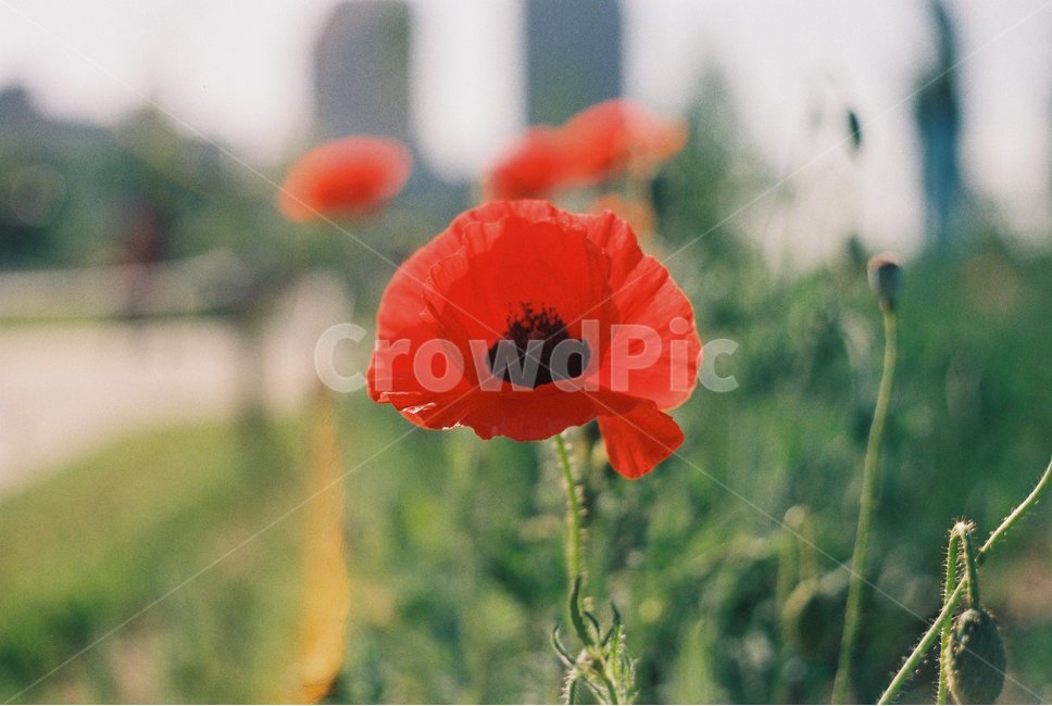 꽃,양귀비,양귀비꽃,flower,필름,필름카메라,필름사진,film,filmphoto,filmcamera,봄,계절,spring,season,식물,자연,plants,nature,꽃,flower,감성,sensible,feeling,plant