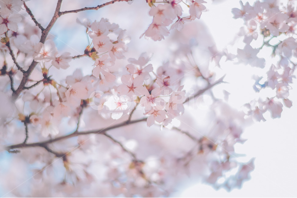 봄,벚꽃,하늘,꽃,감성,봄,계절,spring,season,식물,자연,plants,nature,꽃,flower,감성,sensible,feeling,색깔,색상,색채,색감,color sense,color sensitivity,feeling of color,plant,blossom