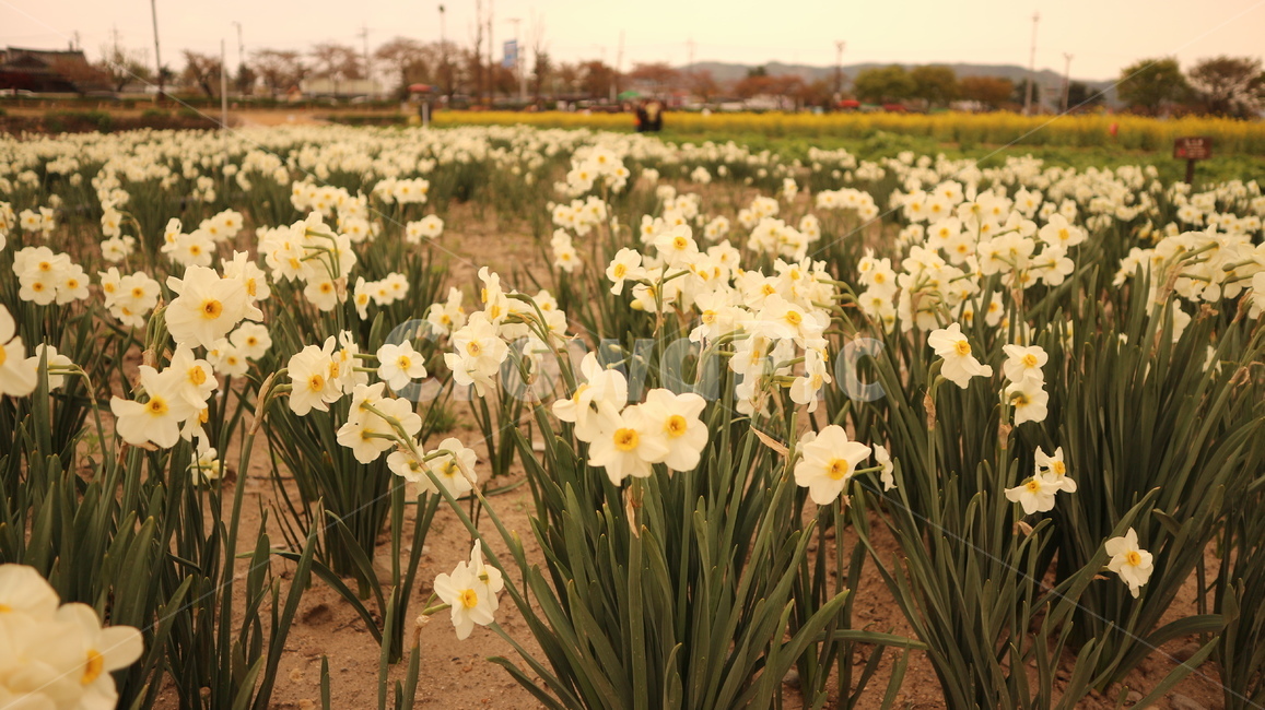 꽃,흰꽃,꽃밭,flower,봄,spring
