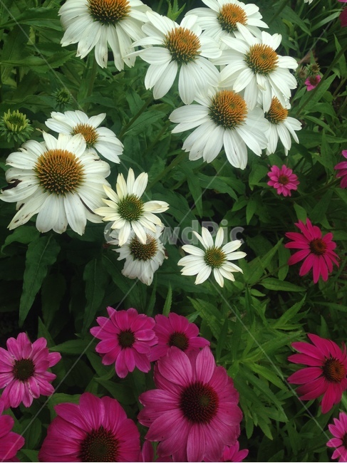 식물,꽃,핑크,하얀색,초록,식물,자연,plants,nature,꽃,flower
