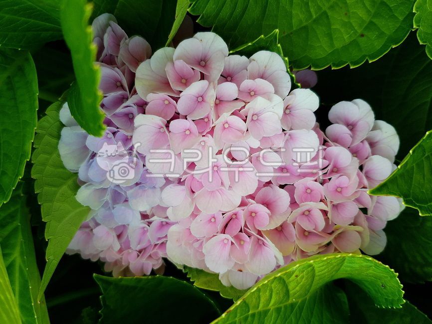 수국, teaofheaven, hydrangeamacrophylla, bigleafhydrangea ...