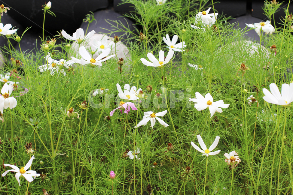 꽃,코스모스,가을,식물,분홍,하얀,flowers,cosmos,autumn,plants,pink,white,식물,자연,plants,nature,꽃,flower