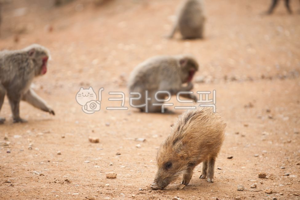 돼지,멧돼지,아기돼지,아기멧돼지,새끼,돼지새끼,멧돼지새끼,동물,포유류,귀여움,작다,작은,pig,hog,animal,mammal,boar,wildlife,wildanimal,cute,cuteanimal,귀여운동물,야생동물,동물,animal,포유류,mammal
