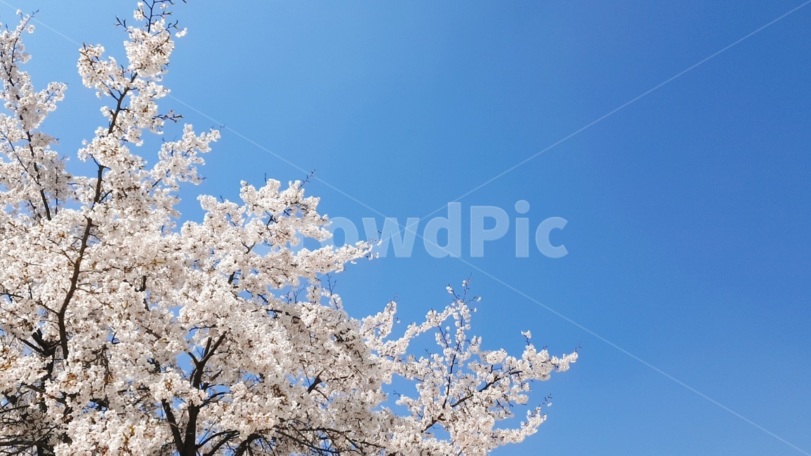 꽃,꽃나무,하늘,식물,flower,blossom,cherryblossom,봄,벚꽃