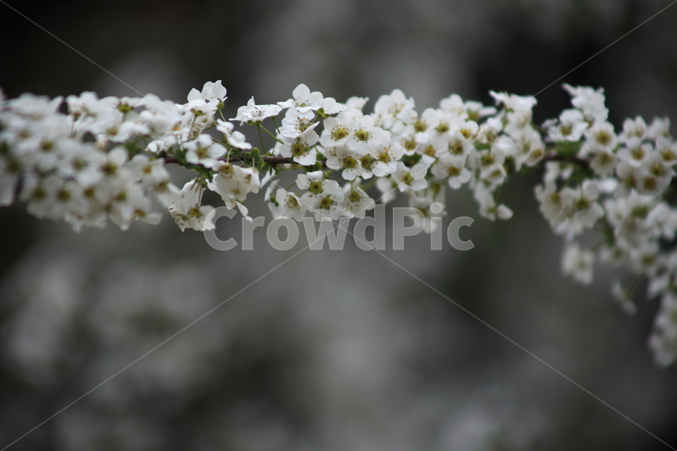 조팝나무,계뇨초,봄,꽃,bridalwreathspiraea
