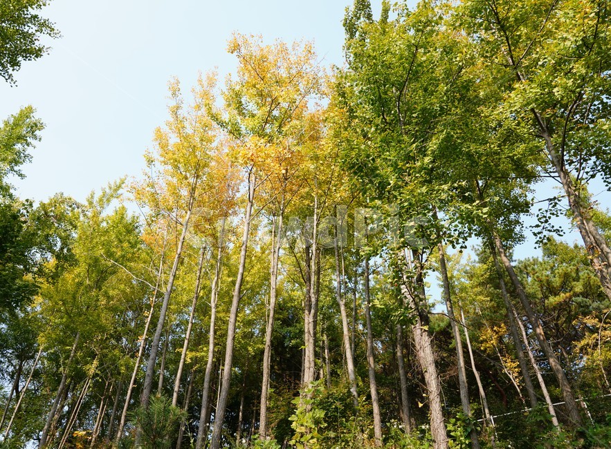 은행나무,가을,낙엽,단풍,줄기,자연,풍경,nature,landscape,plant,식물