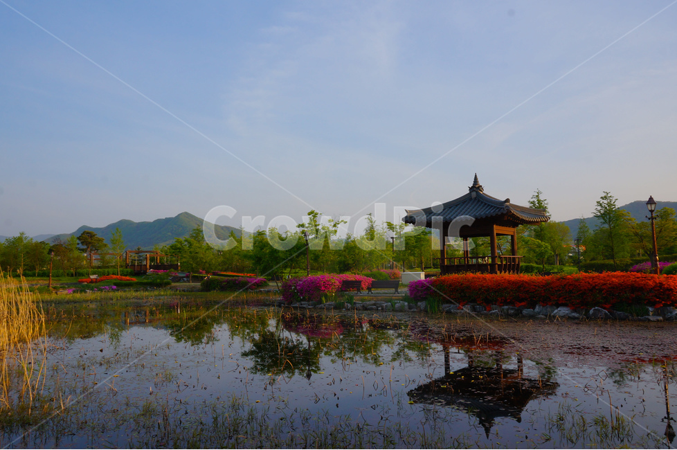 신정호수,연못,정자,영산홍,꽃,풍경,반영,자연,풍경,nature,landscape,한국자연풍경,한국자연경관,korea nature landscape,water,물