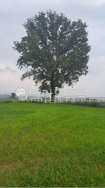 spring,a tree,outdoors,alone tree,plant,grassland