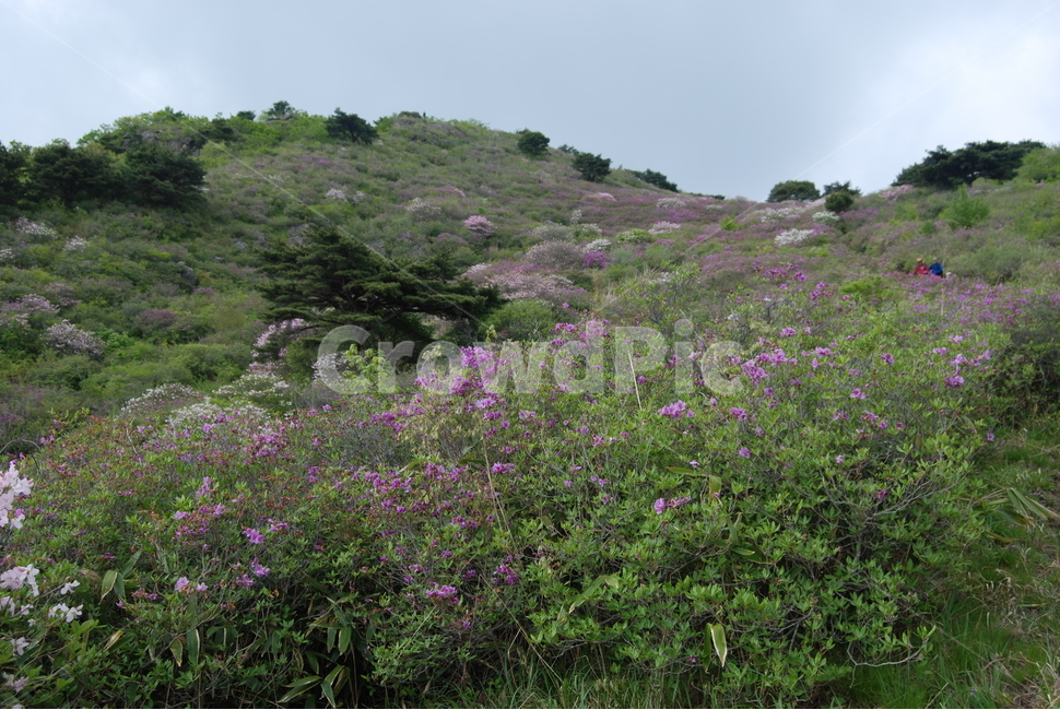 봄,산,꽃,자연,하늘,자연,풍경,nature,landscape,outdoors,옥외,grassland,목초지,field,들