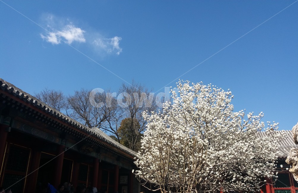 중국,봄,궁,고성,풍경,봄,계절,spring,season