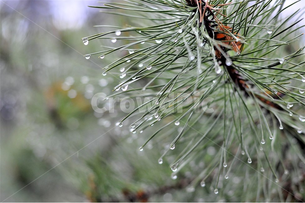 자연,식물,봄비,나뭇잎,빗방울,촉촉함,식물,자연,plants,nature,비,비오는날,rain,rainy