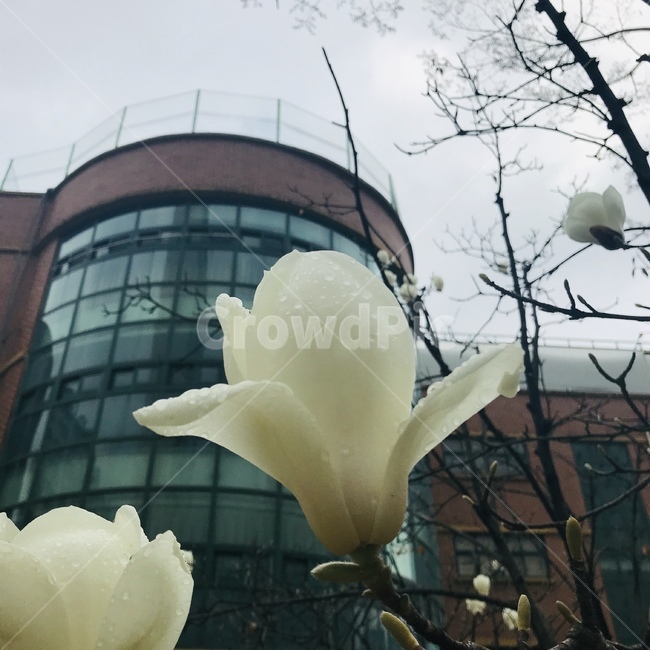 목련,봄,꽃,비,자연