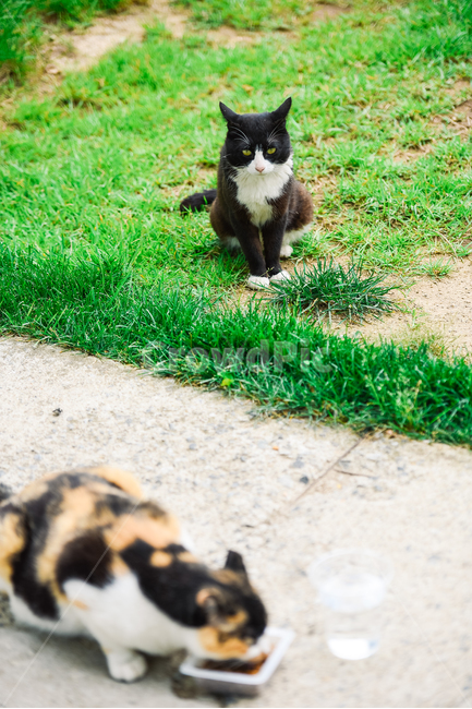 고양이,캣,냥냥이,길고양이,삼색이,치즈냥,냥,cat,동물,동물,animal,포유류,mammal,고양이,cat,kitten,kitty