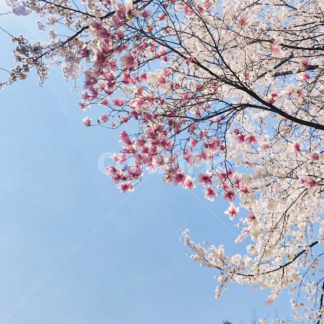 식물,꽃,벚꽃,목련,봄