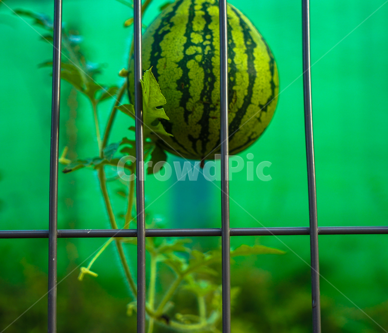 수박,줄무늬,과일,식물,열매,자연,식물,자연,plants,nature,과일,열매,fruit