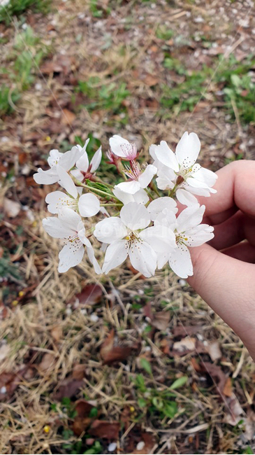 꽃,벚꽃,꽃든손,봄꽃,flower,spring