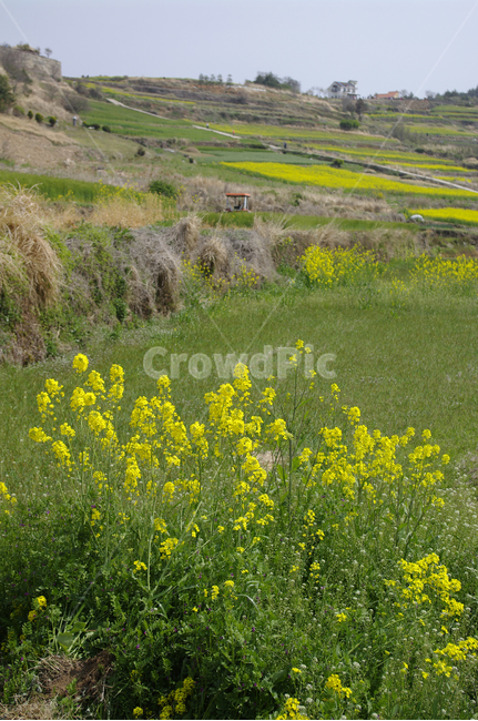 유채꽃,꽃밭,꽃,flower,계절,봄,spring,하늘,풍경,시골,마을,풍경,landscape,country,rural,town