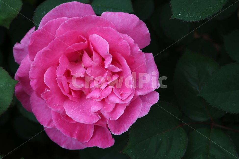 장미,rose,roses,장미축제,장미밭,분홍색장미,분홍장미